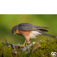 گونه قرقی Eurasian Sparrowhawk